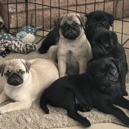 Pugs from Brenda's Pugs