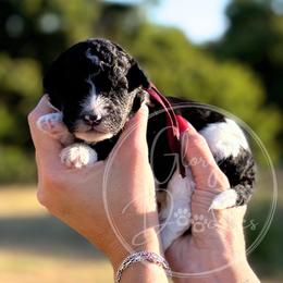 Maroon - Tri-color male Bernedoodle puppy in Rockwall, Texas from Glory Doodles