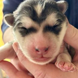 Baguette - Gray and white female Alaskan Malamute puppy in Palmyra, Michigan from Illusion Kennel