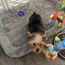 Princess - Black and tan female Yorkshire Terrier puppy in Laughlin, Nevada from Dani’s Yorkie’s