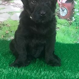 Girl 1 - Black Russian Terrier puppy from Lionheart BRT
