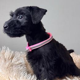 Girl 2 - Baby Pink Collar - Black female Giant Schnauzer puppy in St George, Utah from Schnauzer Ranch
