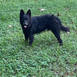 Jolt - Black male Mudi puppy in Gladewater, Texas from Texas Mudi