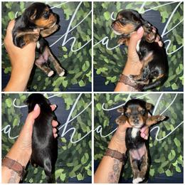 Cupcake - Black & tan tri-color female Morkie puppy in Cleveland, Tennessee from Moody’s Morkies and More