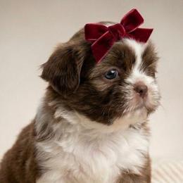 PHOEBE - Brindle and white female Shih Tzu puppy in Los Banos And Bay Area, California from Shantii's Shih Tzu's