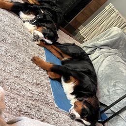 Bernese Mountain Dog Puppies from Lonesome Pine Farm