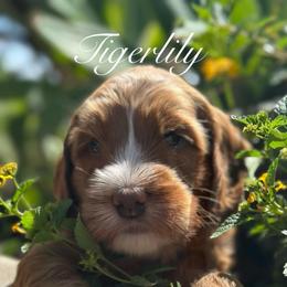 TigerLily - Red female Australian Labradoodle puppy in Riverside, California from Sycamore Canyon Labradoodle