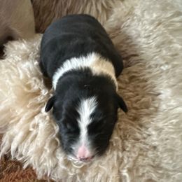 Claus - Black and white male Border Collie puppy in Lakeview, Michigan from Haven Creek Farm