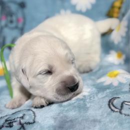 Green - Light golden male Golden Retriever puppy in Tylertown, Mississippi from Southern Paws, LLC