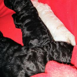 Poodle Puppies from Asha Poodles