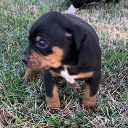 Girl 5 - Black female Catahoula Leopard Dog puppy in Gadsden, Alabama from Rich Cat’s