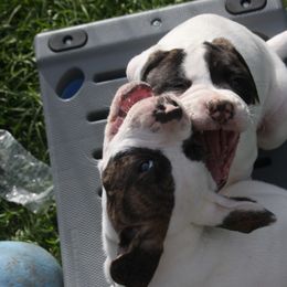 American Bulldog Puppies from Ferocia Kennels