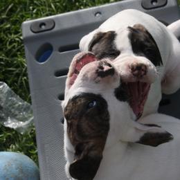 American Bulldog Puppies from Ferocia Kennels