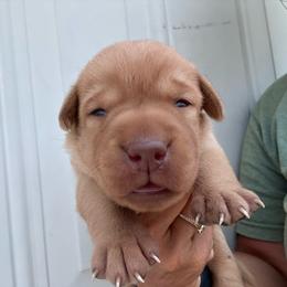 Purple - Yellow female Labrador Retriever puppy in Newton Grove, North Carolina from Wayalife Labradors & Gsp’s