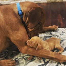 Vizsla Puppies from Maplewood Vizslas