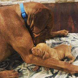 Vizsla Puppies from Maplewood Vizslas