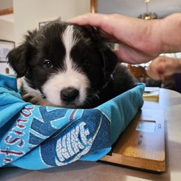 Border Collie Puppies from Deborah Lacy's Border Collies