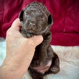 Macey - Brown female Poodle puppy in Newcomerstown, Ohio from Sheri’s Lil Angel’s