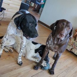 German Shorthaired Pointers from Fleming German shorthaired Pointers
