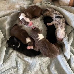 Miniature Australian Shepherd Puppies from Amberwood DD Aussies