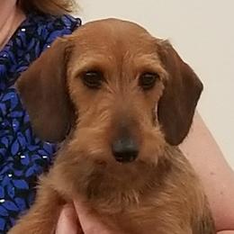 Trinity - Dachshund