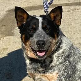 Skittles - Australian Cattle Dog