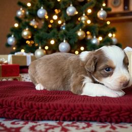 Segar Giles - Red tri-color male Australian Shepherd puppy in Statesville, North Carolina from Charming Australian Shepherds