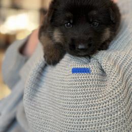 Garret-Bright Blue - Black and tan male German Shepherd puppy in Medical Lake, Washington from Nine Realms German Shepherds