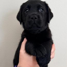 Purple Collar - Black female Labrador Retriever puppy in Port Saint Lucie, Florida from Fleeher Labradors