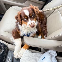 Tuck - Red tri male Miniature Australian Shepherd puppy in Idaho Falls, Idaho from Sugartop Minis