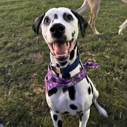 Dallas - Dalmatian