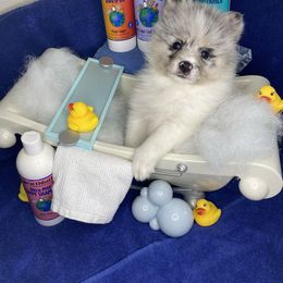 Pomsky Puppies from Midnight Sun Pomskies