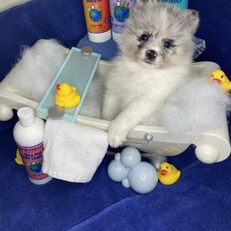 Pomsky Puppies from Midnight Sun Pomskies