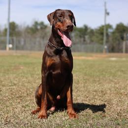 Kronk - Red and rust male Doberman Pinscher puppy in Williamston, South Carolina from Dutton Dog Co & Dalla Grazia Doberman