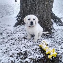 Labrador Retriever Puppies from Bear Bones Labradors
