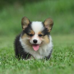 Fluffy Red Headed Tri Male - Black and tan male Pembroke Welsh Corgi puppy in Kansas City, Missouri from Willow Creek Corgis