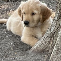 Golden Retriever Puppies from Gail’s Goldens