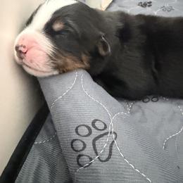 Bernese Mountain Dog Puppies from Maples Arizona Bernese Mountain Dogd
