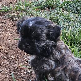 Lily - Brindle female Shih Tzu puppy in Boones Mill, Virginia from Shih Tzu's of Antioch