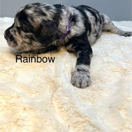Rainbow - Merle female Goldendoodle puppy in New Ringgold, Pennsylvania from Hawk Mountain Doodles