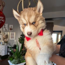 Amor - Siberian Husky puppy from Wolves with Amor