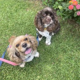 Cocker Spaniel All Grown Up from Trulove Cocker Spaniels