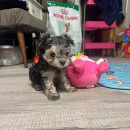 Happy blue color - Black & tan tri-color male Morkie puppy in Taylorsville, North Carolina from Mountain Top Hot Tailz