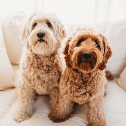 Australian Labradoodles from Honeybee Hills Australian Labradoodles