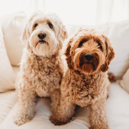 Australian Labradoodles from Honeybee Hills Australian Labradoodles