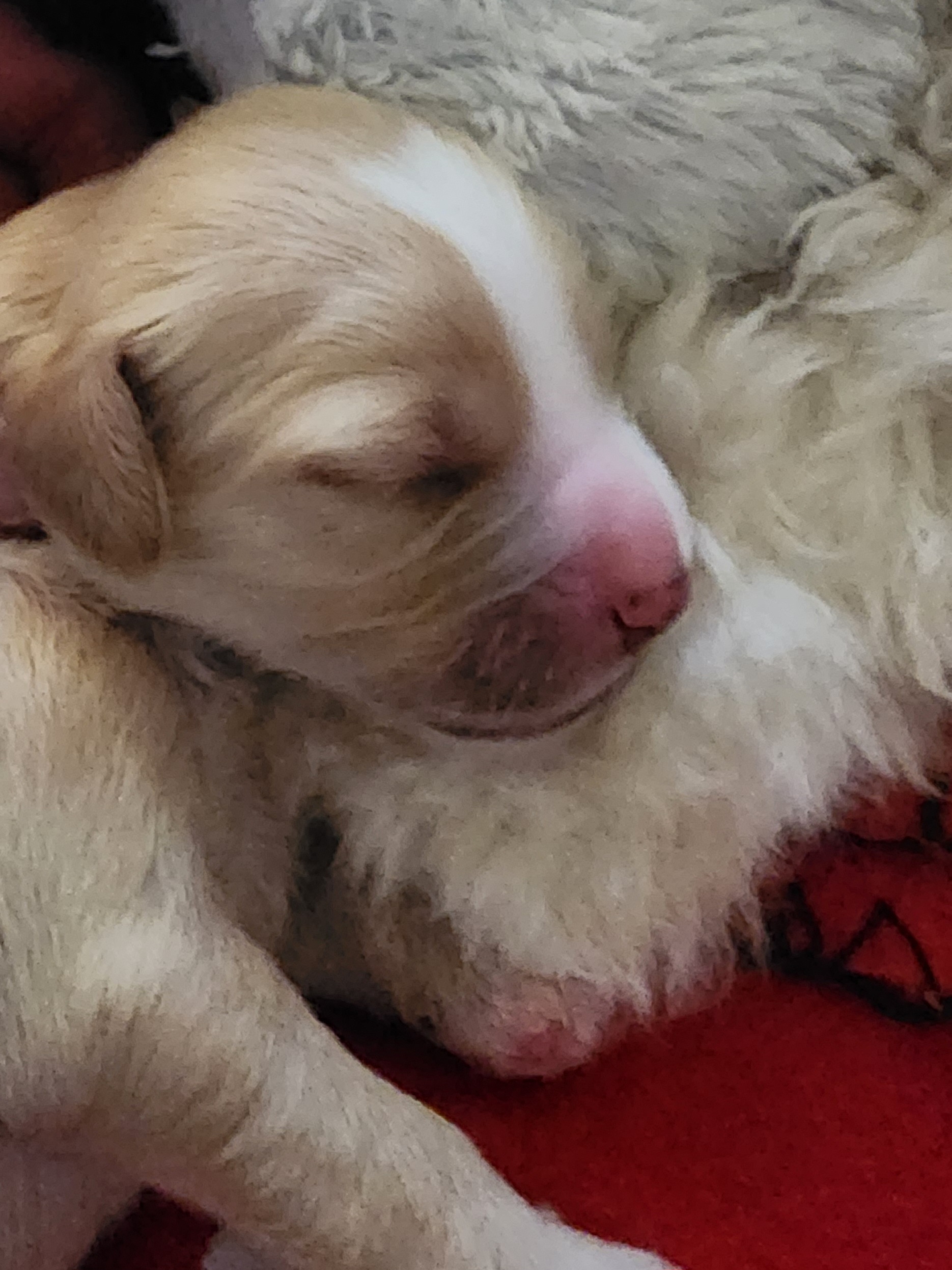Labradoodle Puppies from Tyson's Farm Doodles
