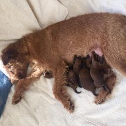 Irish Terrier Puppies from Woodley Meadows