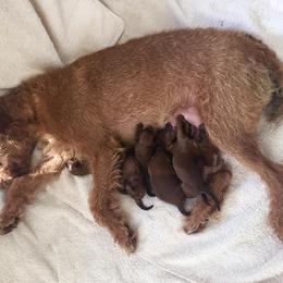 Irish Terrier Puppies from Woodley Meadows