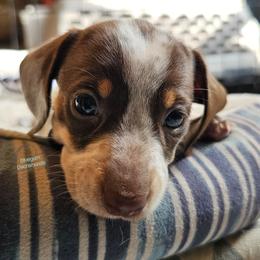 Vera smooth chocolate heavy ticked pie - Chocolate and tan female Dachshund puppy in Herald, California from Bluegum Dachshunds