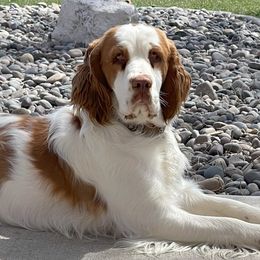 Sunny - English Springer Spaniel